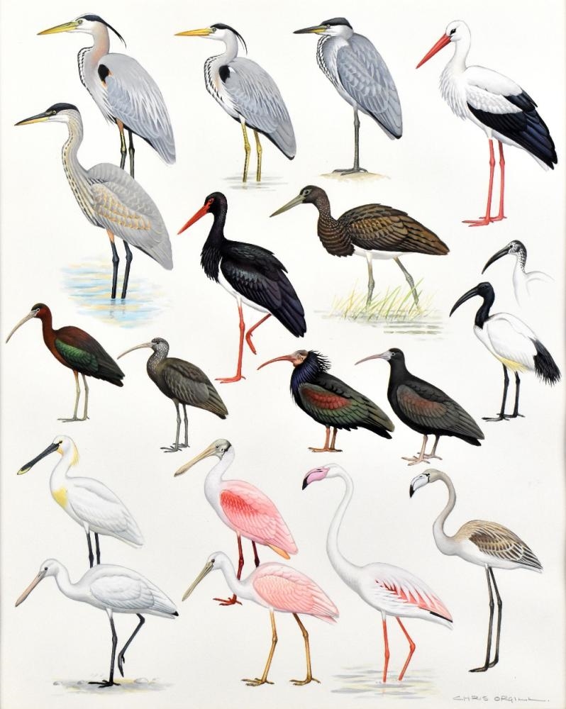 Chris Orgill Birds of the Atlantic Islands MutualArt