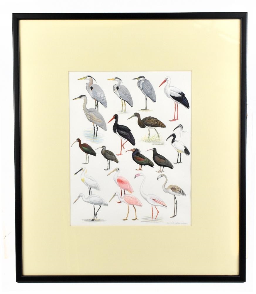 Chris Orgill Birds of the Atlantic Islands MutualArt