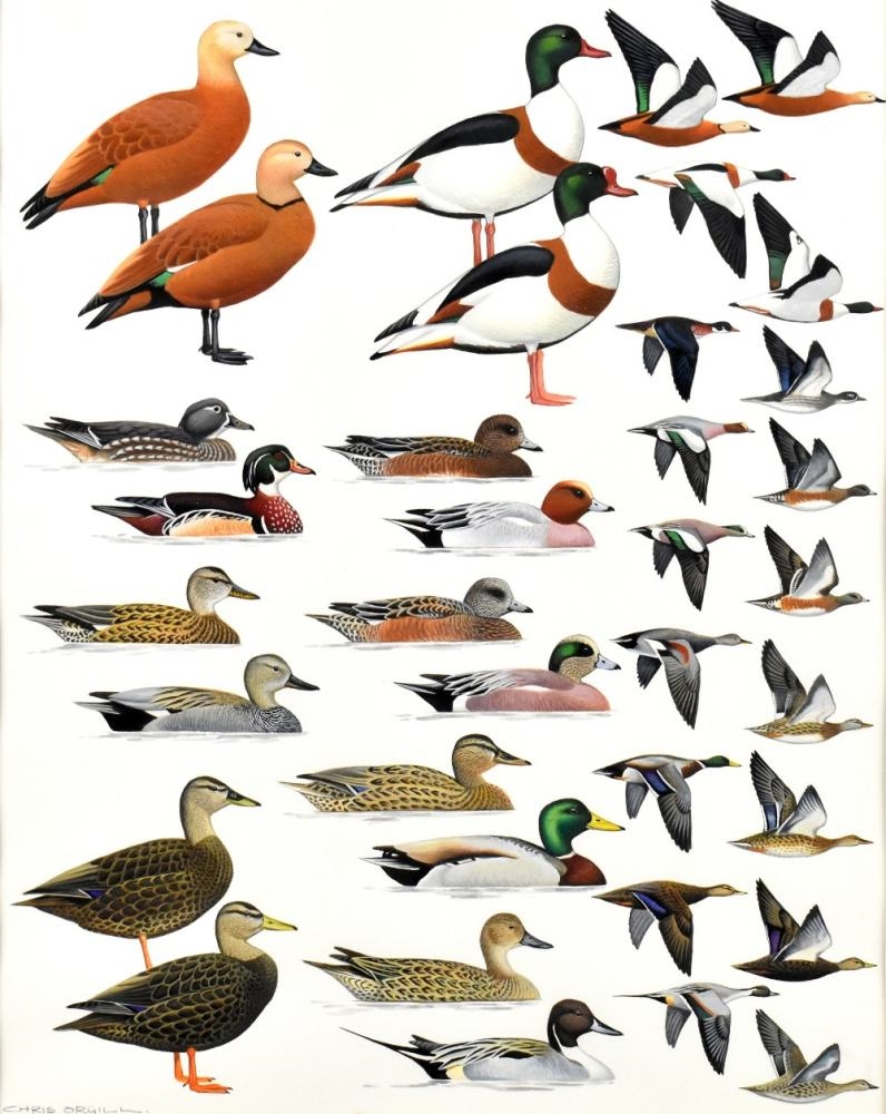 Chris Orgill Birds of the Atlantic Islands MutualArt
