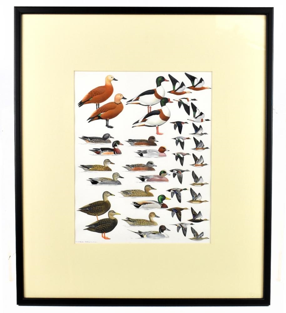 Chris Orgill Birds of the Atlantic Islands MutualArt
