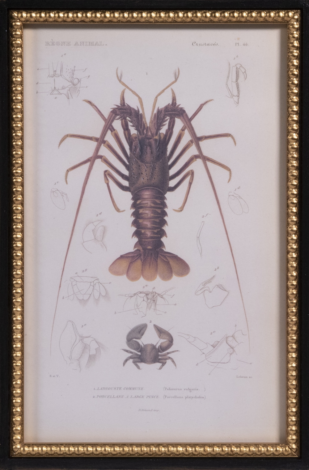 PierreJoseph Redoute Commercial prints after book iullustrations in