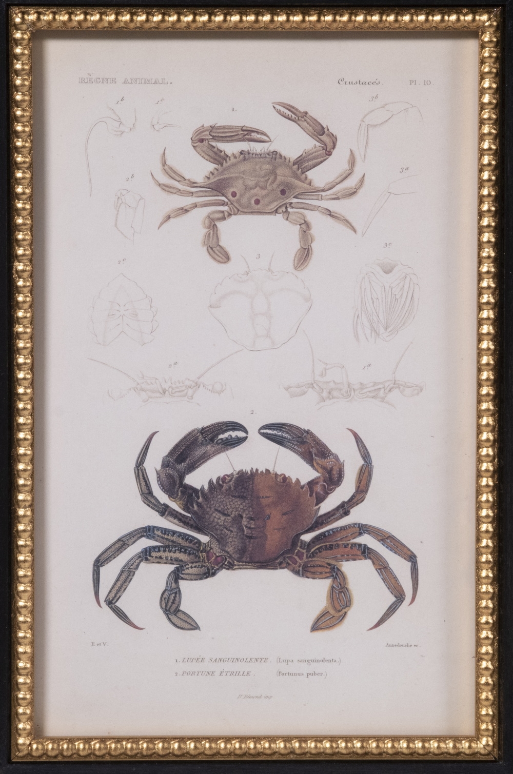 PierreJoseph Redoute Commercial prints after book iullustrations in