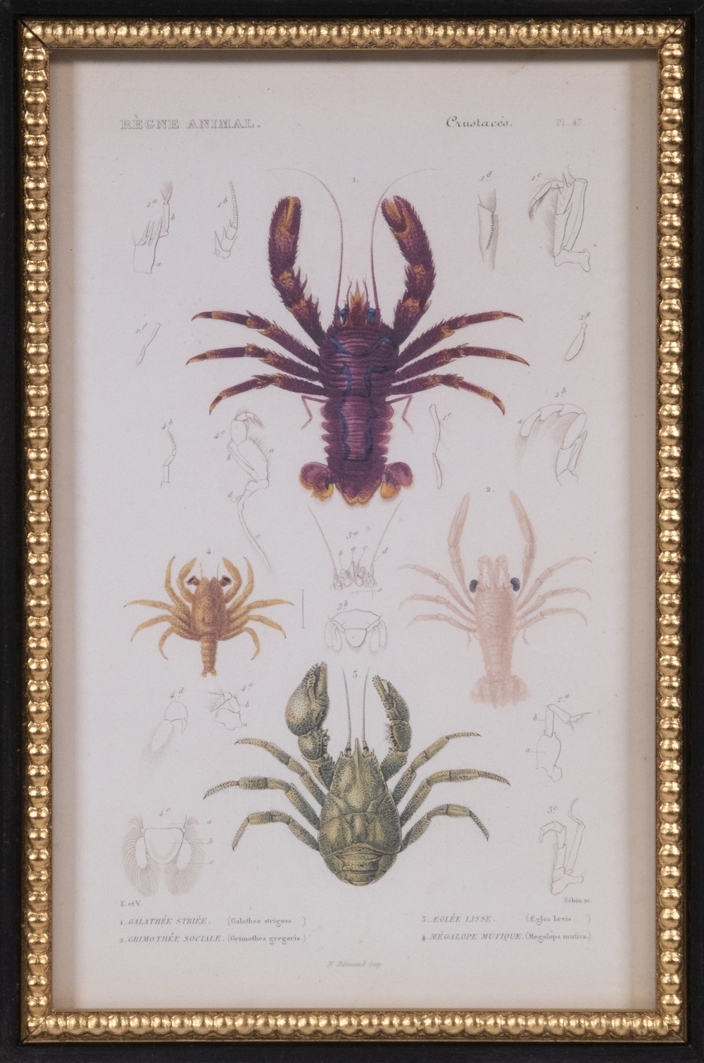 PierreJoseph Redoute Commercial prints after book iullustrations in