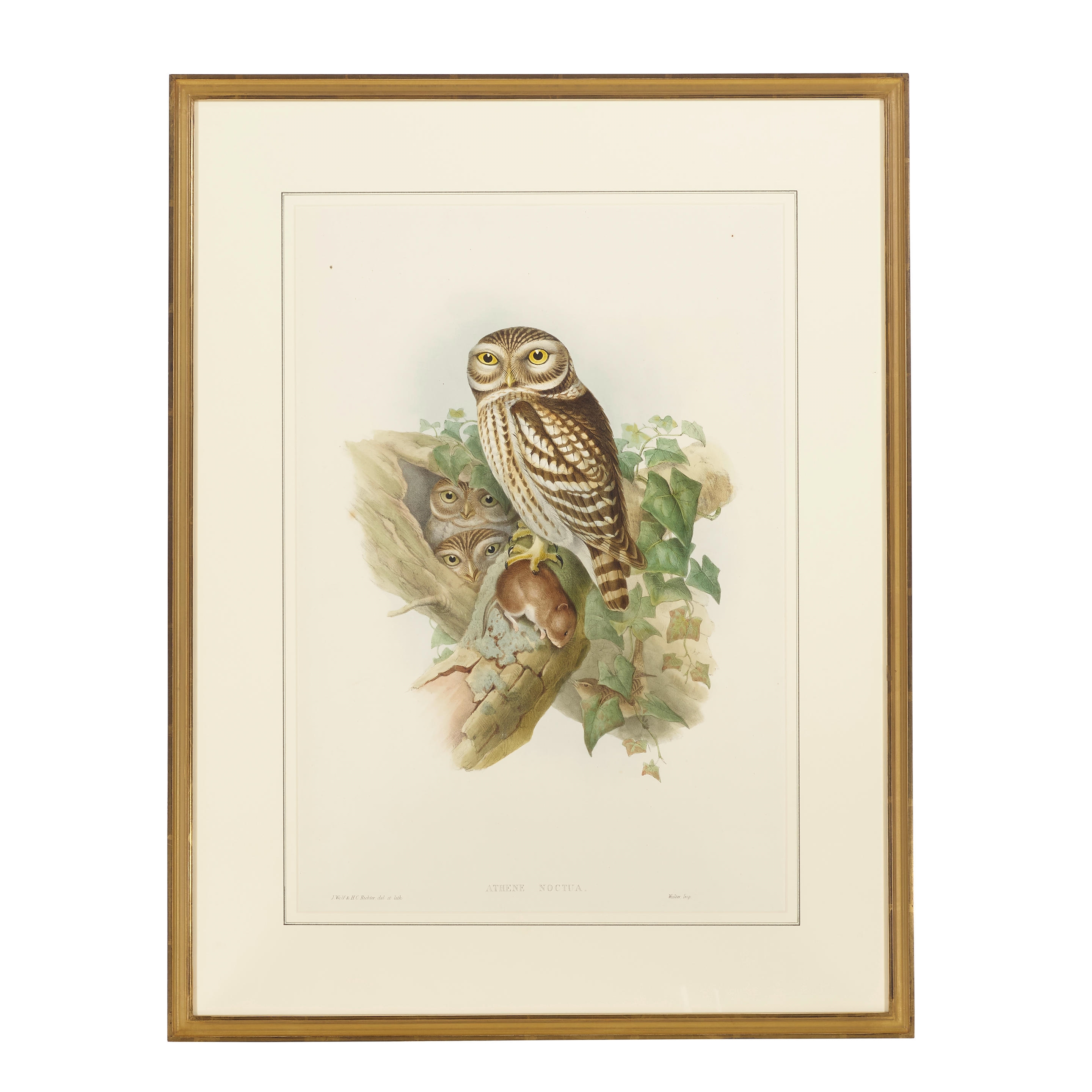 John Gould A Group of Owls, from Birds of Great Britain and Birds of