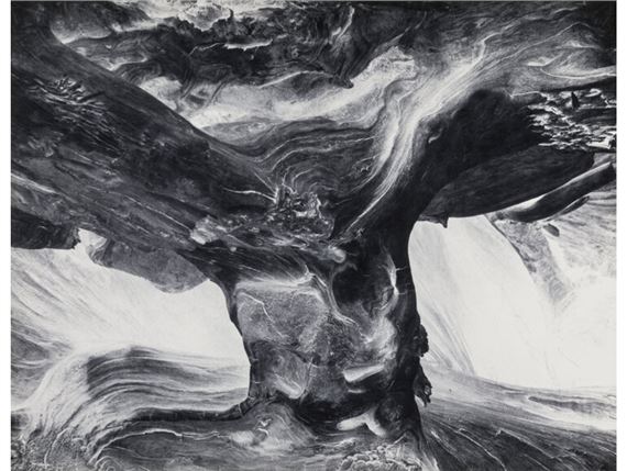 Log by Wynn Bullock, 1971