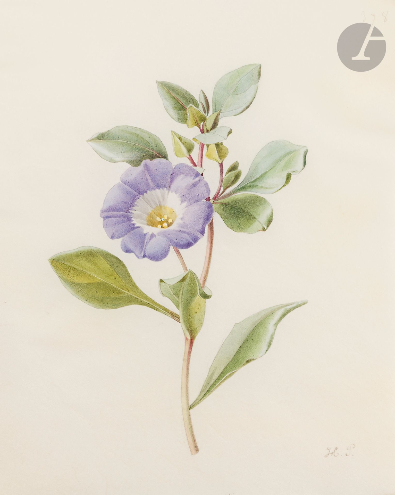 Étude de nolana; études de fleurs : une étude de pervenche et une étude de trèfle d’eau (Menyanthes trifoliata) by Henriette Paravey