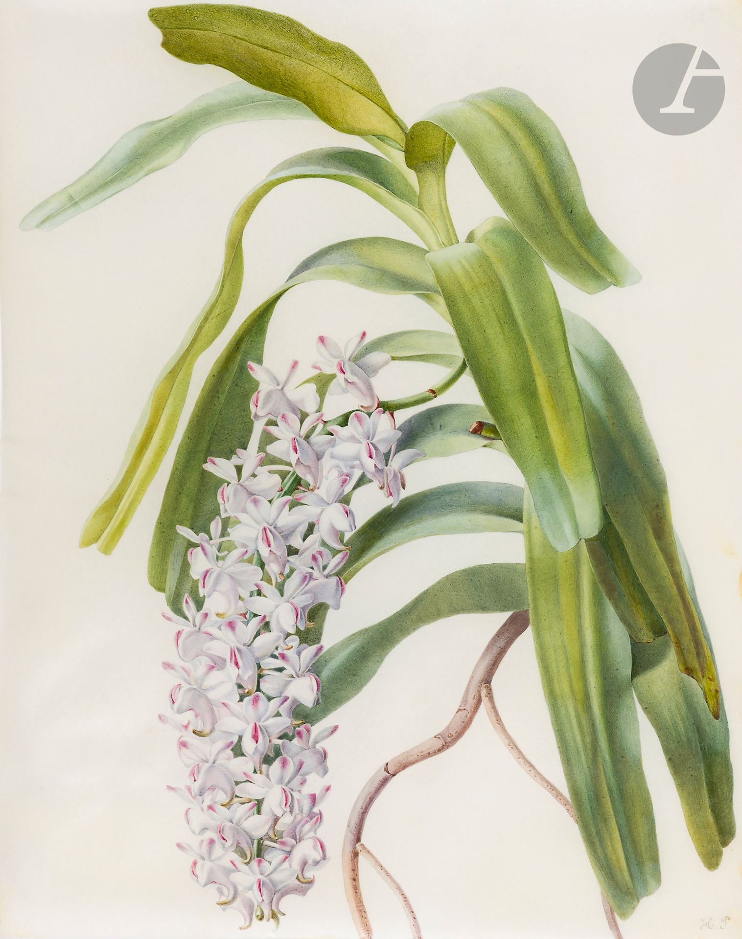 Étude d’orchidée (Rhynchostylis gigantea) by Henriette Paravey