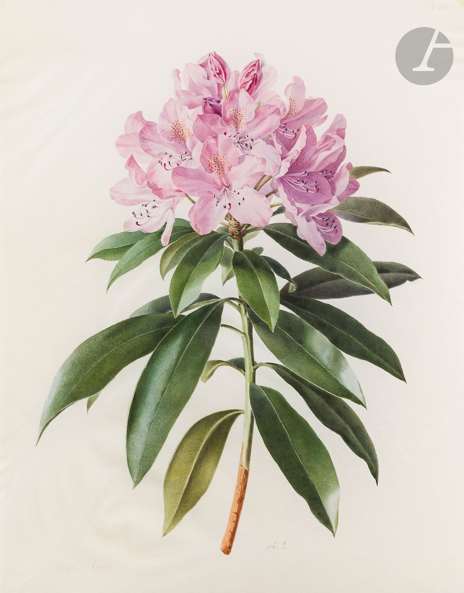 Étude de rhododendron by Henriette Paravey