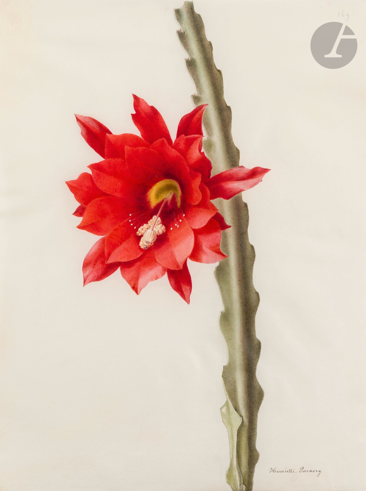 Étude de cactus orchidée rouge (Disocactus ackermannii)