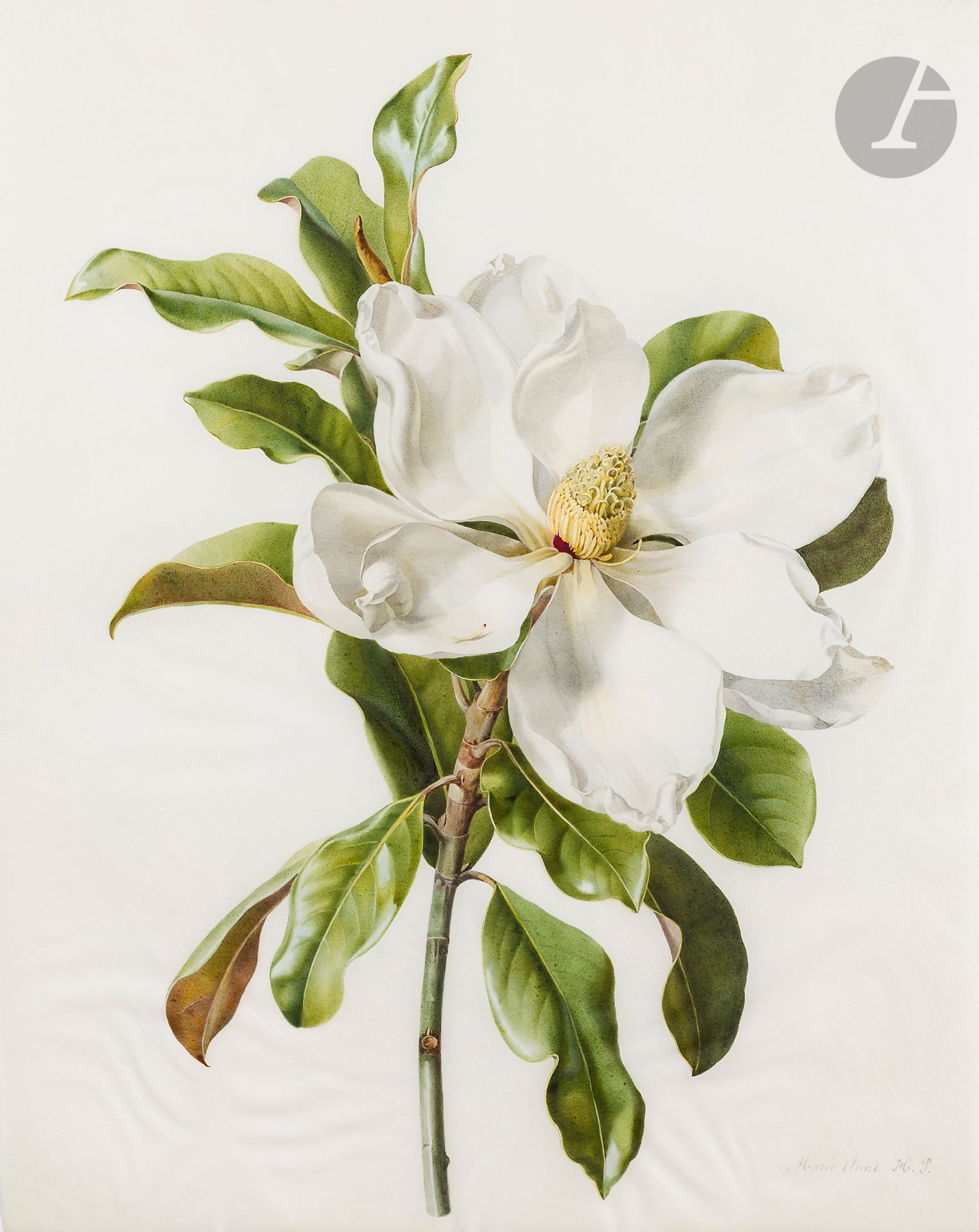 Étude de magnolia by Henriette Paravey