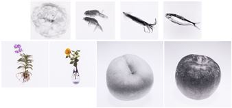 Peony - Kong Philhee