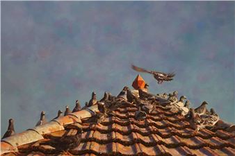 Roof with Pigeons - Iftah Dori