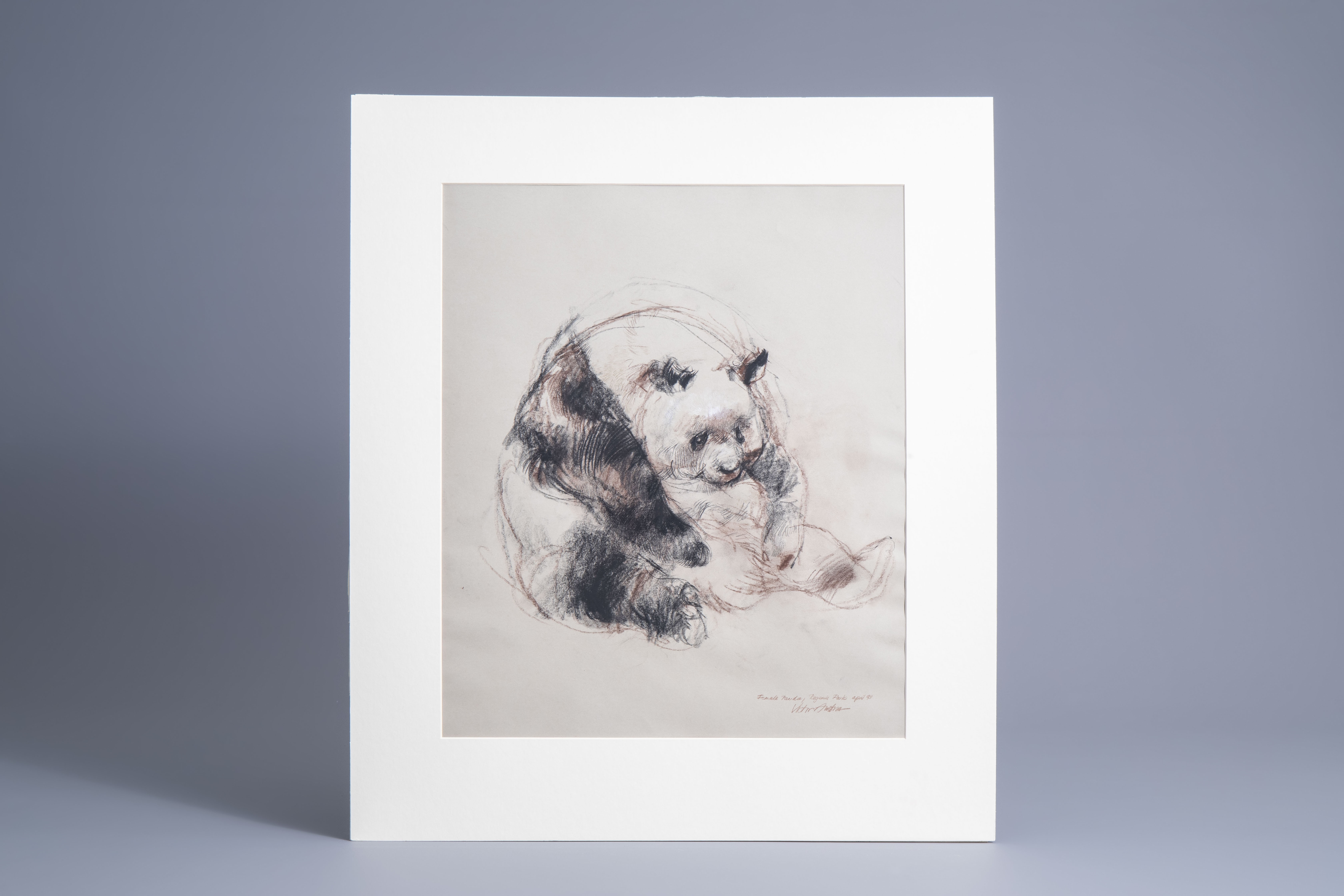 victor-ambrus--female-panda-