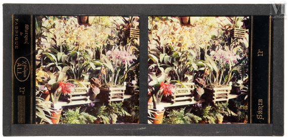 Intérieur d’une serre by Louis Lumière, Auguste Lumière, c. 1900