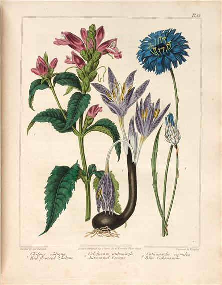Sydenham Teast Edwards | The new flora Britannica,, 2 volumes in 1 ...