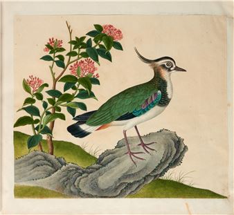The Begum's Book of Birds, eighteenth century, contemporary silk binding - Indo-Chinese School, 18th Century
