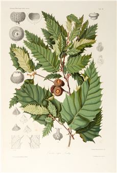 Les chênes de l'Europe et de l'Orient, Paris, , contemporary morocco backed boards - Karl Georg Theodor Kotschy