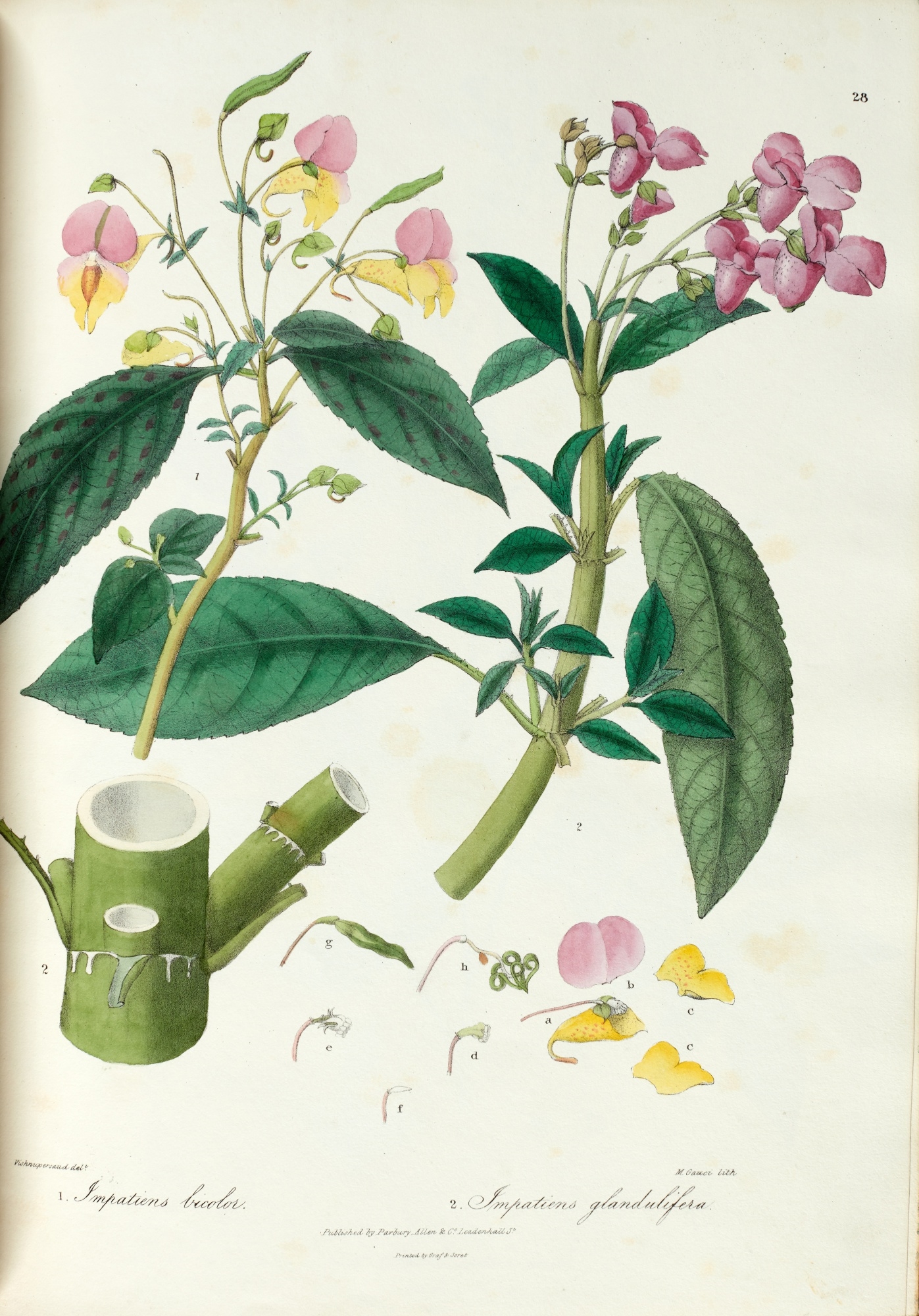 John Forbes Royle | Illustrations of the botany... of the Himalayan ...