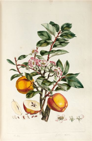 Illustratio systematis sexualis Linnæi, [-] 1777, 3 vols, contemporary calf by Johann Sebastian Müller, [1770]-1777