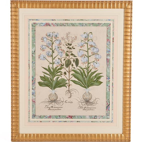 hand-colored botanical engraving by Basilius Besler, 1613