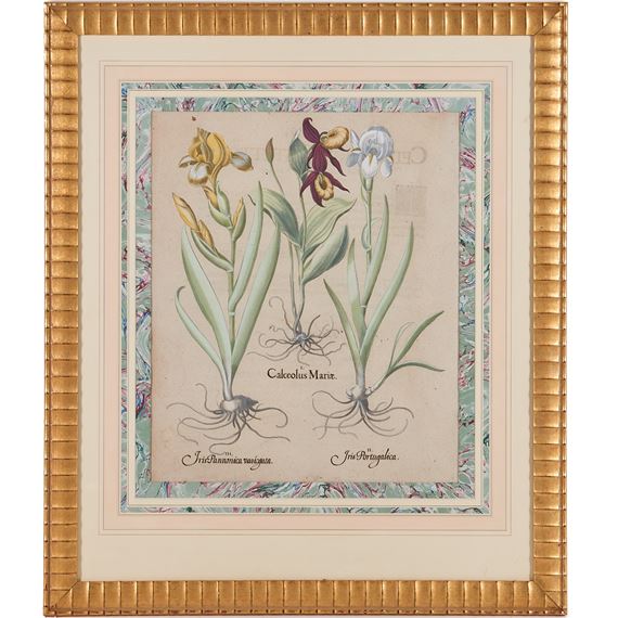 hand-colored botanical engraving by Basilius Besler, 1613