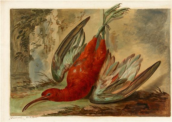 A Dead Curlew by Jacob Xaver Vermoelen