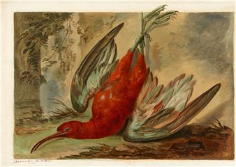 A Dead Curlew - Jacob Xaver Vermoelen