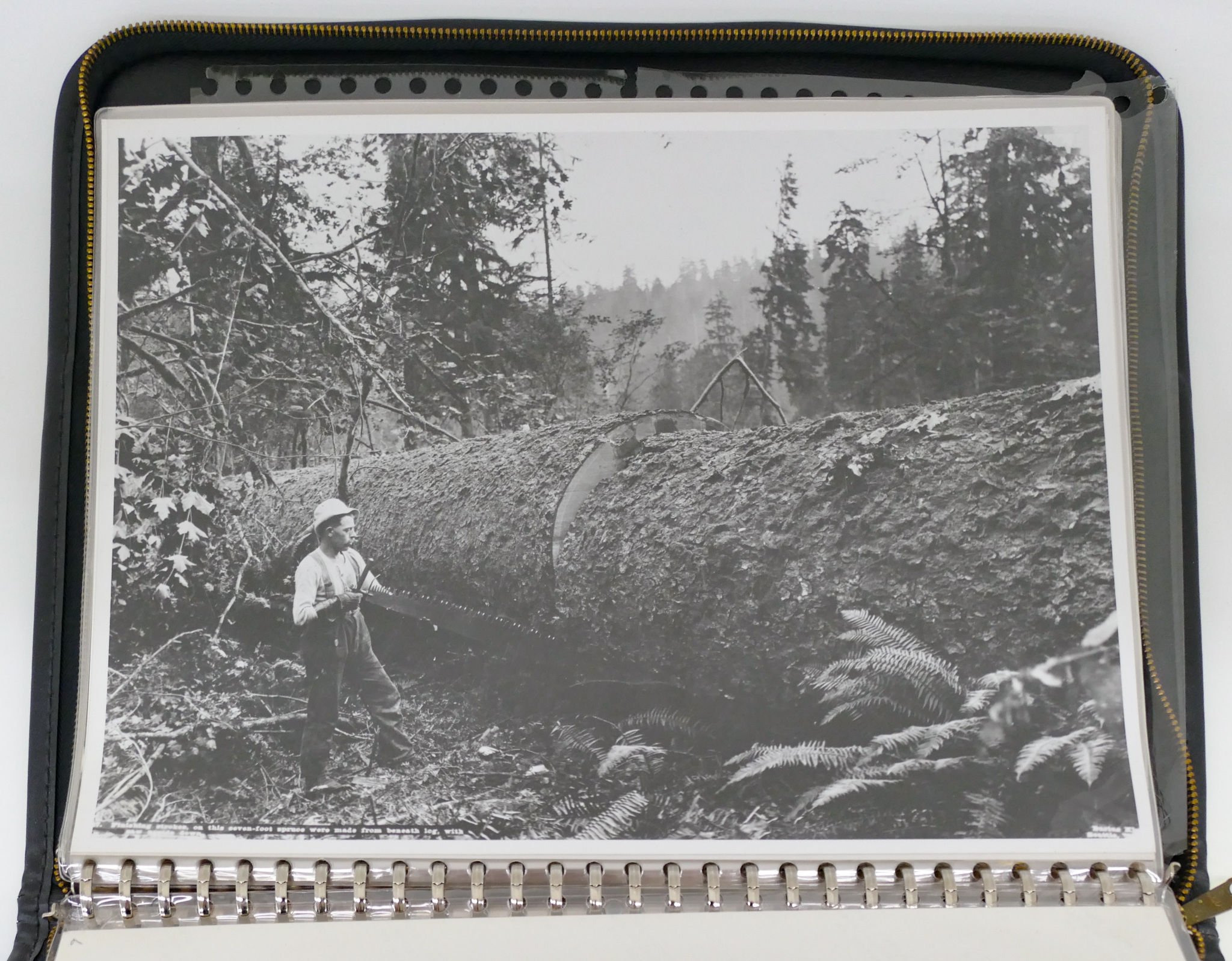 Darius Kinsey Portfolio 13pc Reprint Logging Photos MutualArt