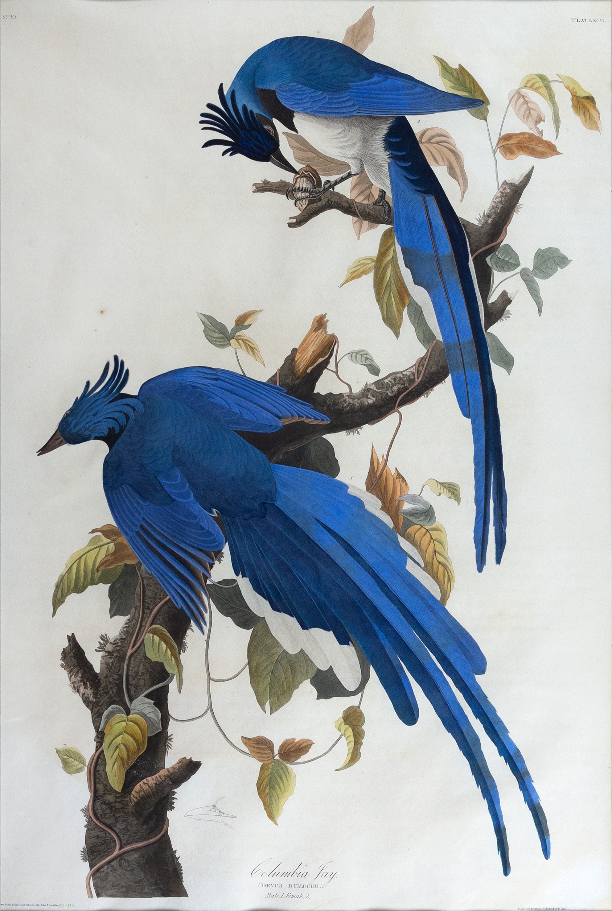 Audubon Aquatint, Columbia Jay by John James Audubon