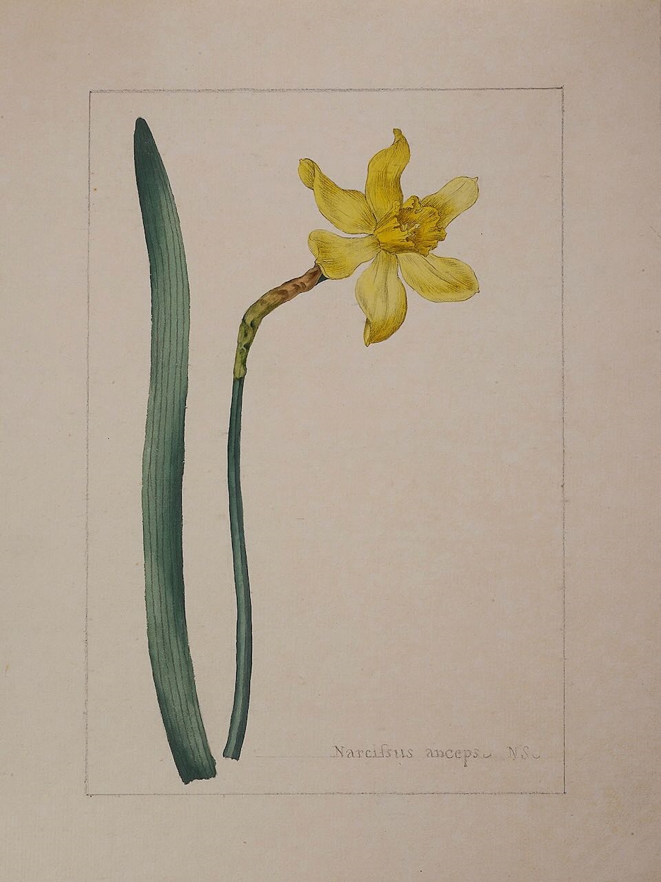Artwork by Sydenham Teast Edwards, Narcissus Anceps N.S., Made of watercolour and pencil