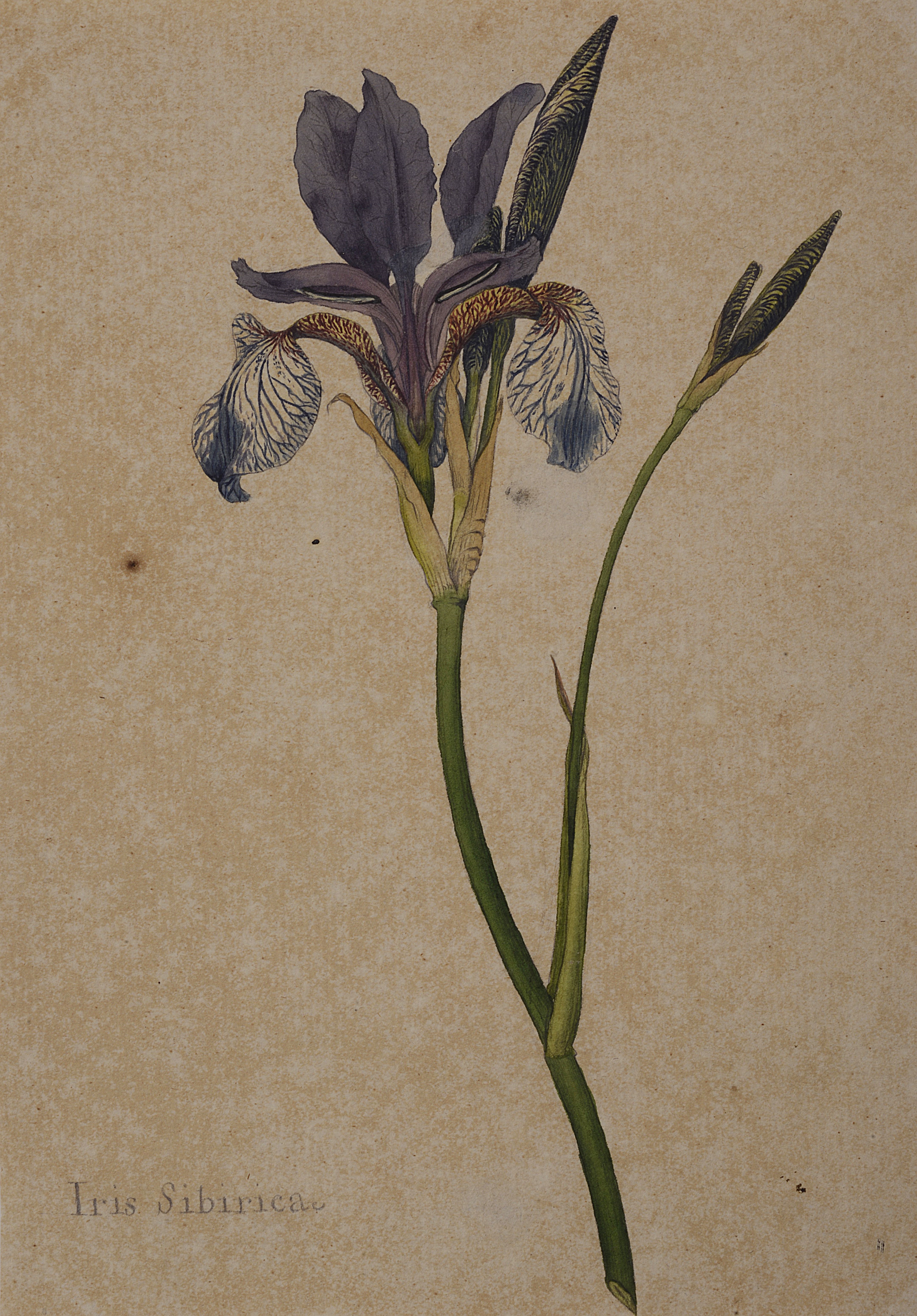 'Iris Sibirica' (Siberian Iris)