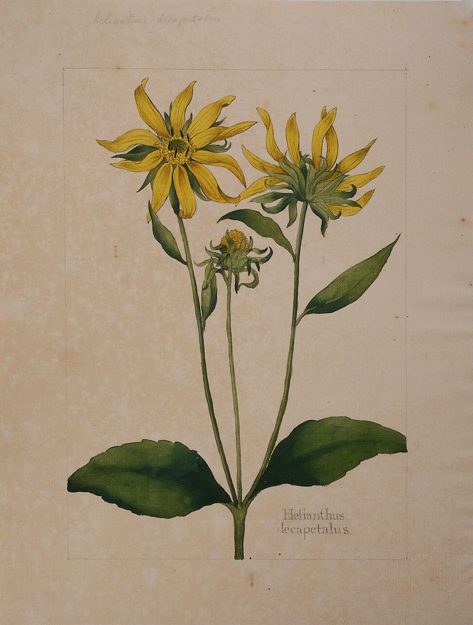 'Helianthus decapetalus' (Thin-leaf Sunflower)
