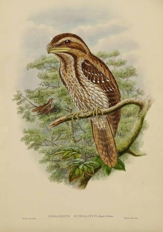 Artwork by John Gould, John Gould. Podargus Ocellatus. Marbled Frogmouth. Ornithology hand colored lithograph from Birds of Australia, Made of hand colored lithograph