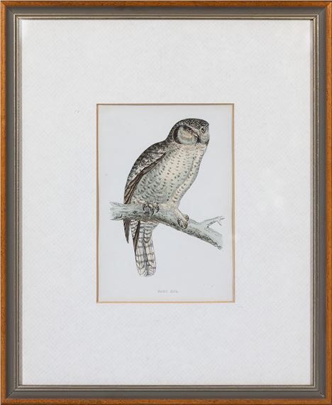Hawk Owl by Francis Orpen Morris, c.1860