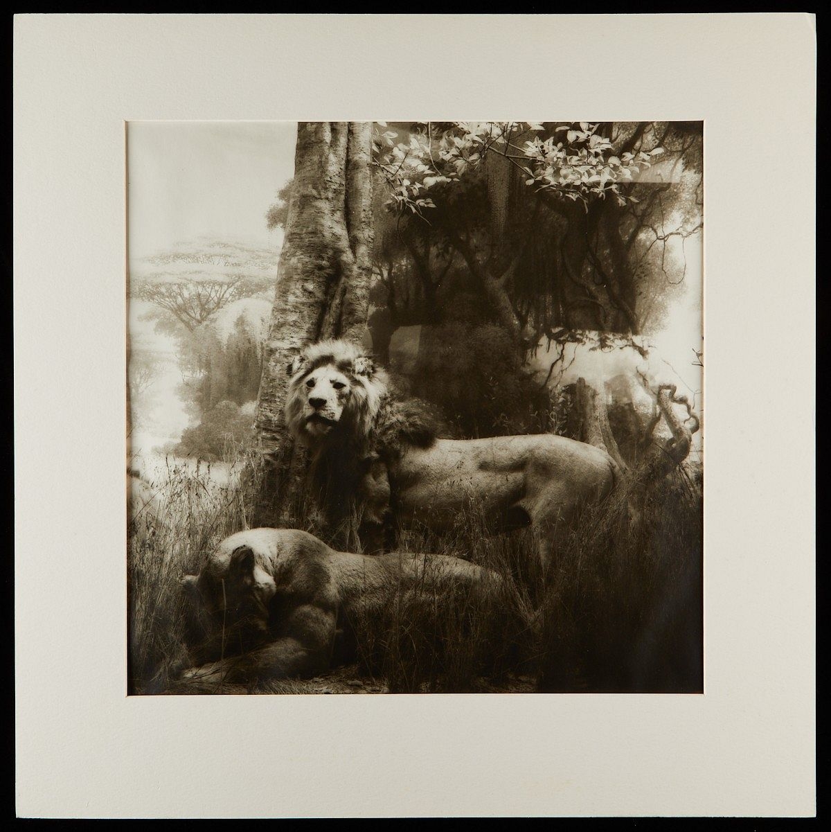 Lynn Geesaman | 2 Lynn Geesaman Lion Photographs (1986) | MutualArt