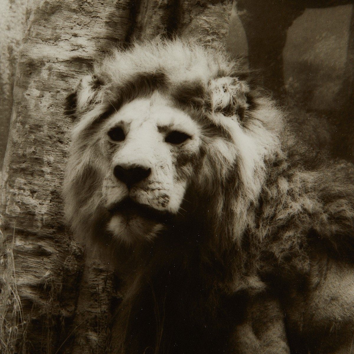 Lynn Geesaman | 2 Lynn Geesaman Lion Photographs (1986) | MutualArt