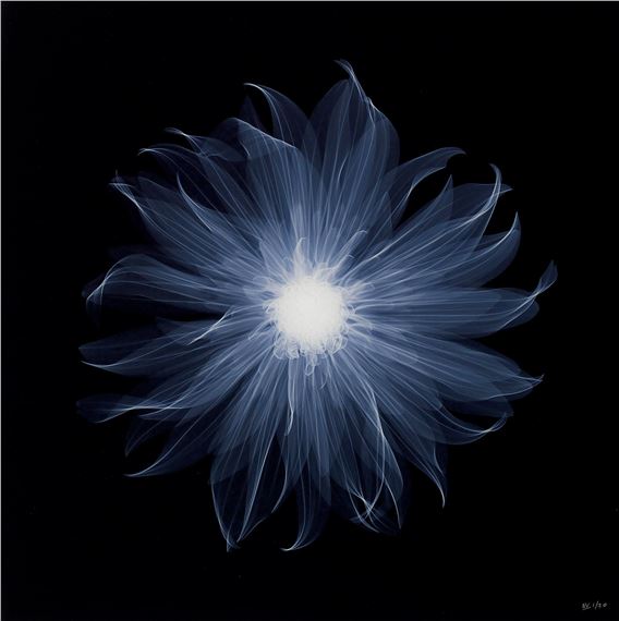 Dahlia Pablo B by Nick Veasey, 2014