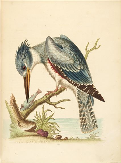 George Edwards | A Natural History of Uncommon Birds, and of Some