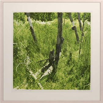 Trees in a meadow - Judy Gouin