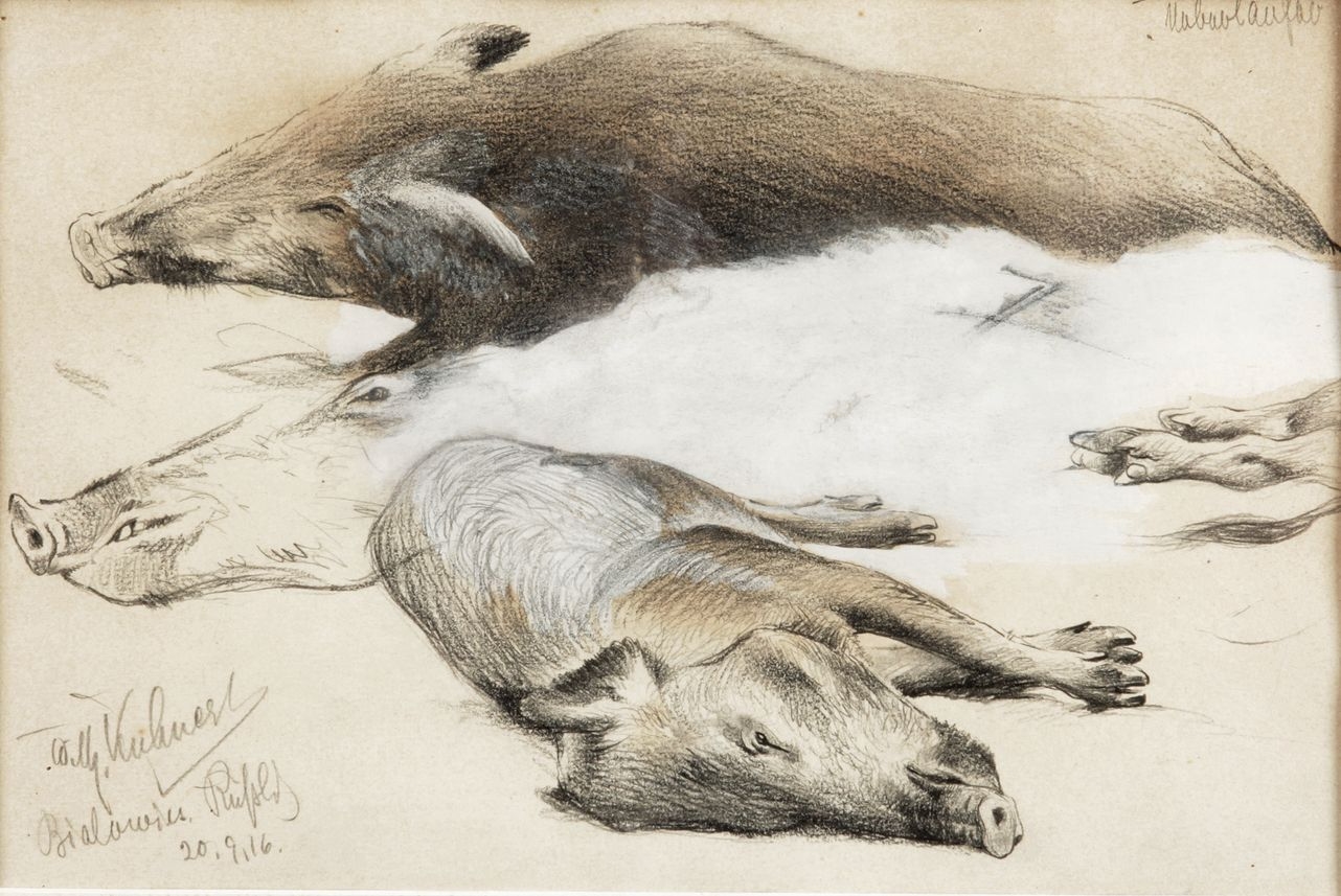 Flims Liegende Wildschweine by Wilhelm Kuhnert, 1916