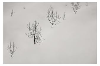 Abbas Kiarostami | Trees from the 'Snow White series' (Circa