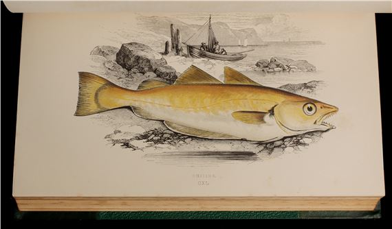 Jonathan Couch | COUCH, JONATHAN. A HISTORY OF FISHESBRITISH