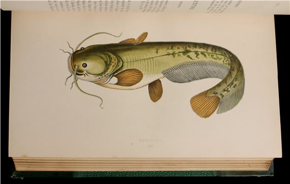 Jonathan Couch | COUCH, JONATHAN. A HISTORY OF FISHESBRITISH