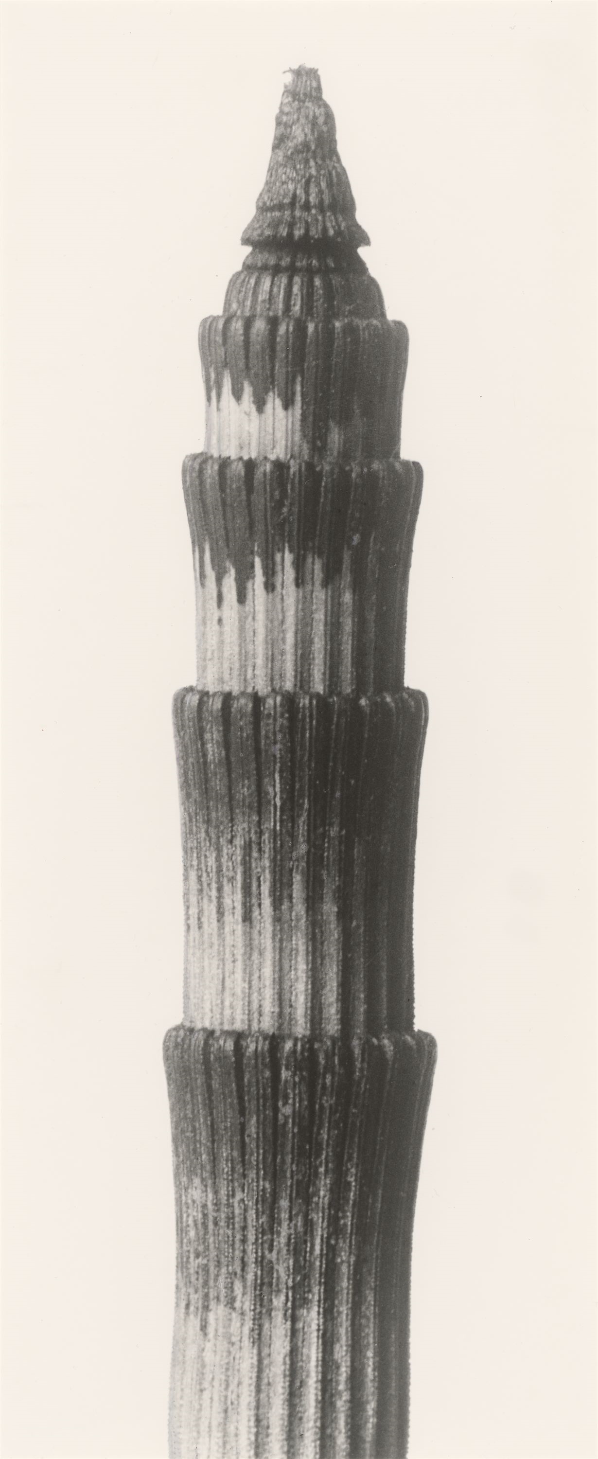 Karl Blossfeldt | ”Equisetum hyemale. Winterschachtelhalm”. | MutualArt