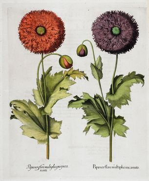 Quattro tavole da Hortus Eystettensis by Basilius Besler, 1613-1750