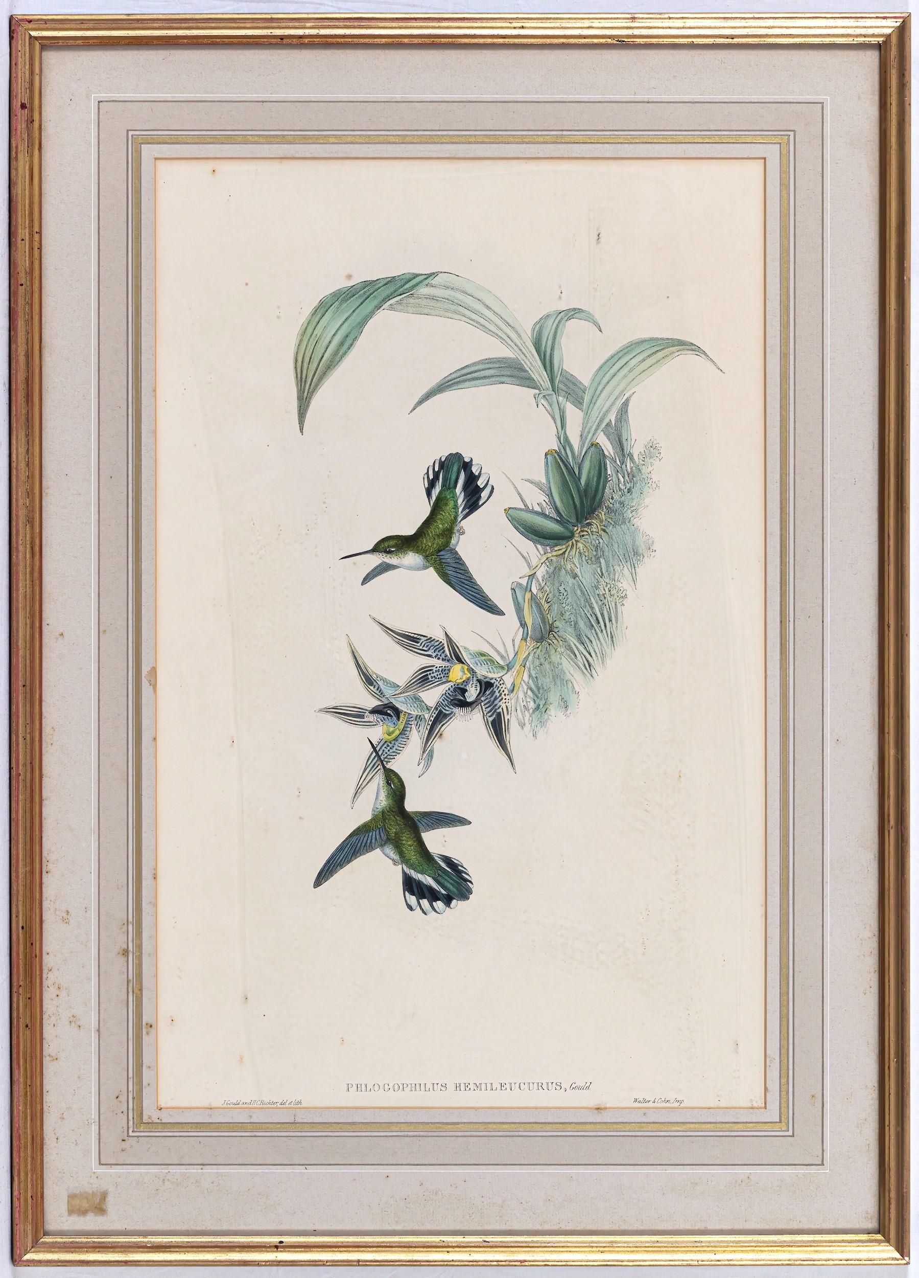Artwork by John Gould, Exotic bird Phlogophilus Hemilleucurus (Ecuadorian Hummingbird), Made of Coloured lithograph