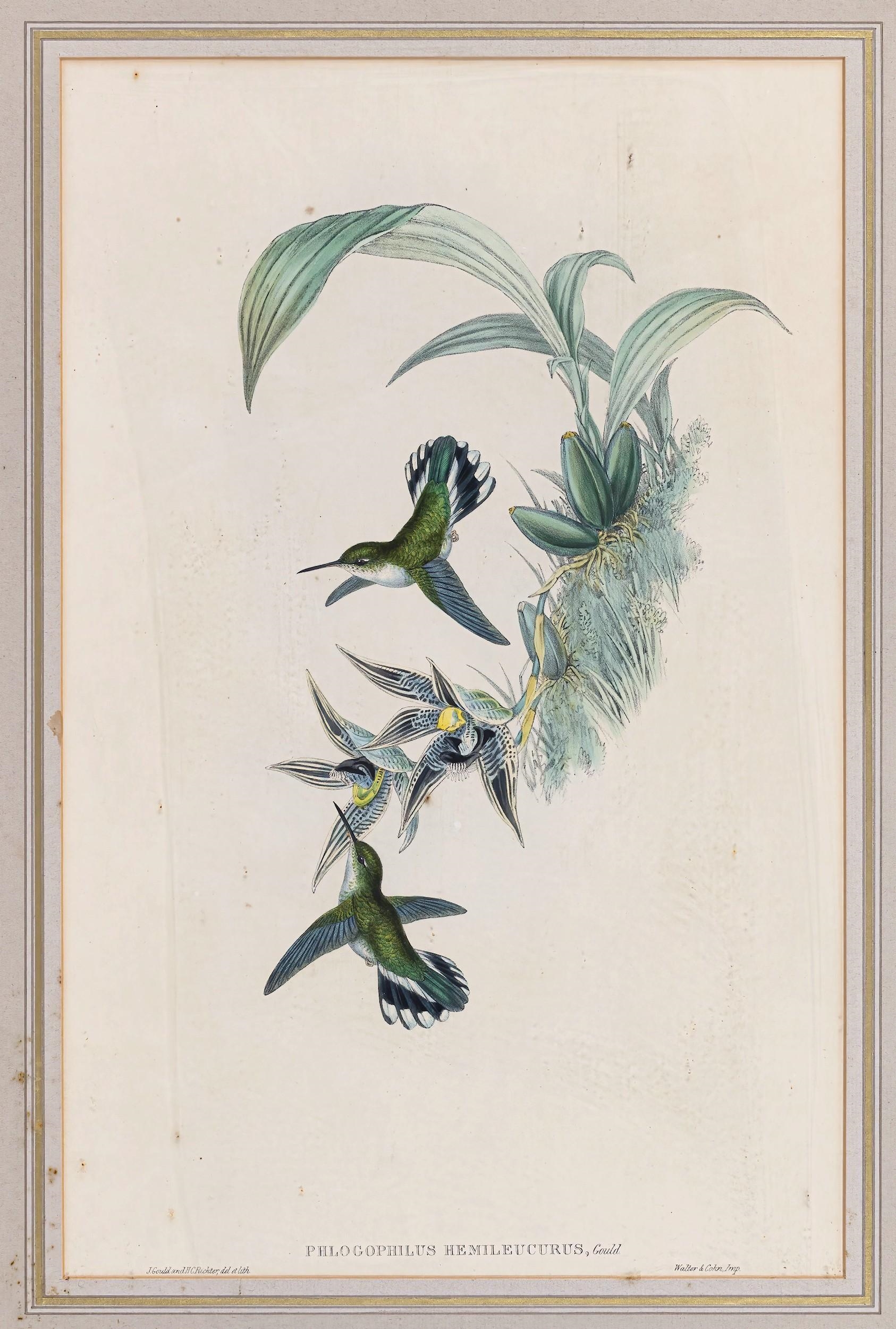 Artwork by John Gould, Exotic bird Phlogophilus Hemilleucurus (Ecuadorian Hummingbird), Made of Coloured lithograph