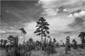 Everything Comes from Itself: Barry Stone’s “Lost Pines” at Lora Reynolds Gallery