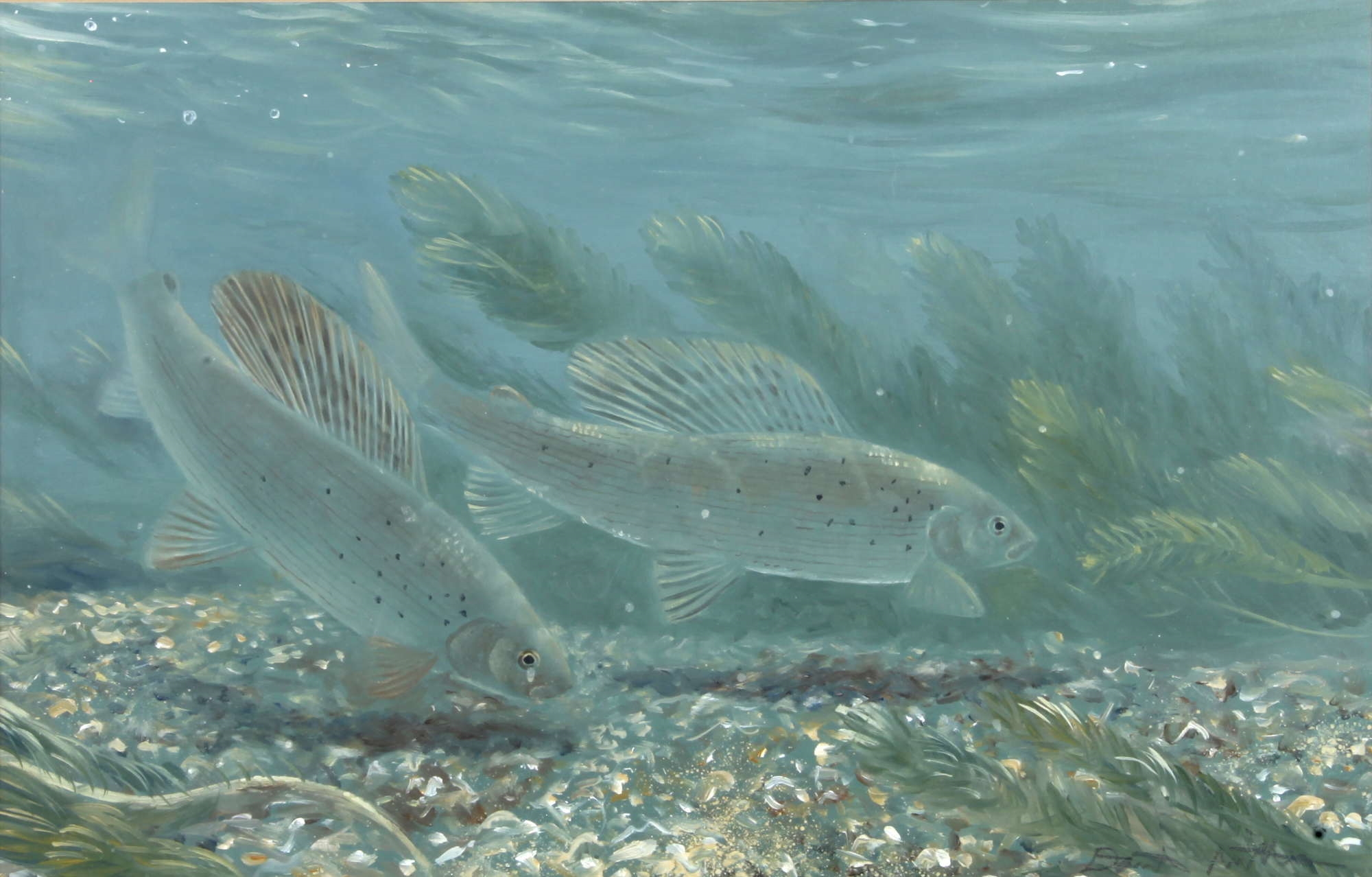 David Miller | Silvery fish on the river bed | MutualArt