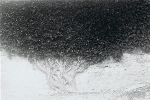 David Hamilton | Selected Images (Landscapes) 6 (1980s) | MutualArt